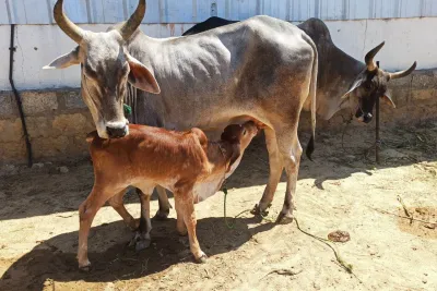 Our Farm
