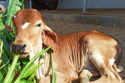 Our Farm