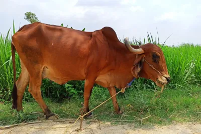 Our Farm
