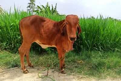 Our Farm