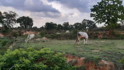 Forest Grazing 1