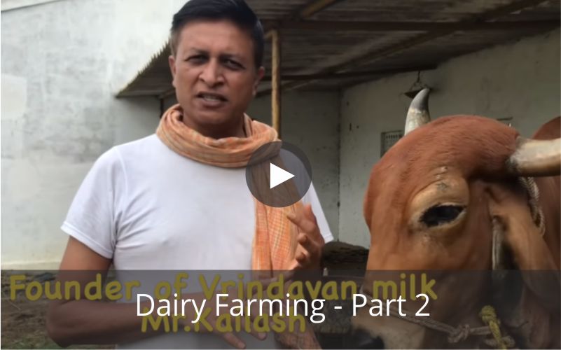 Dairy Farming - Part 2