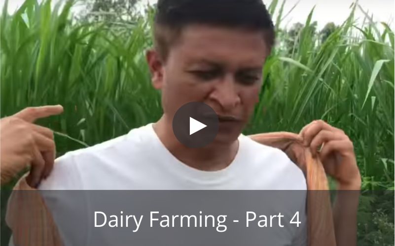Dairy Farming - Part 4