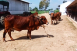 Vrindavan Farm Cows
