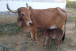 Vrindavan Farm Cows