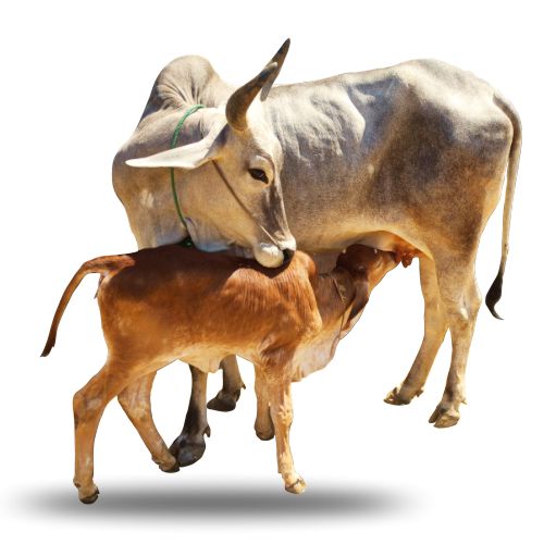 Indigenous Desi Cows in India - Detailed information – Bodhishop.in